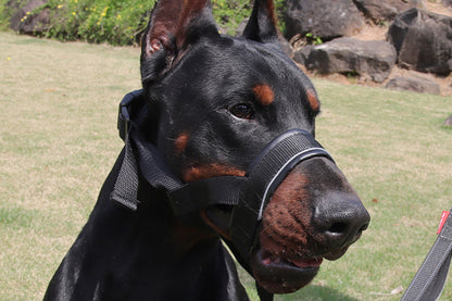 Adjustable Dog Head Collar with Padded Nose Loop for Training