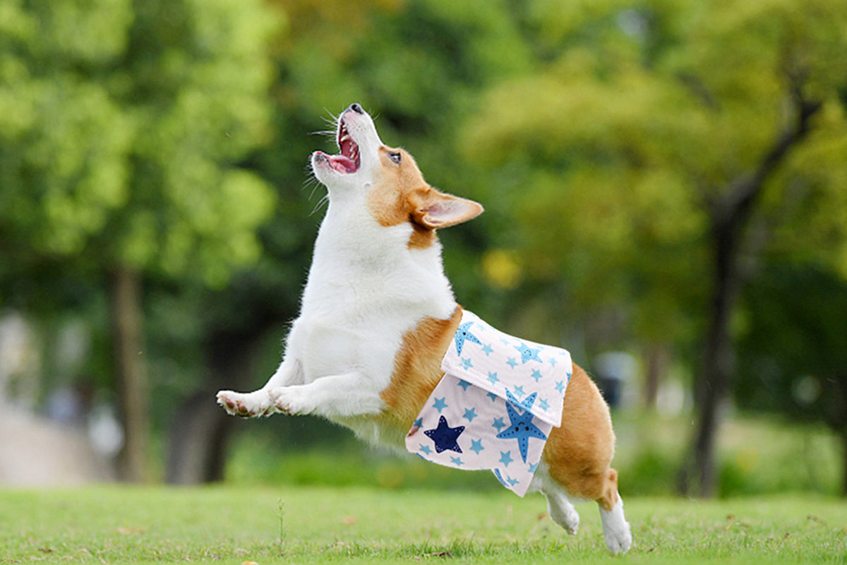 3Pcs Washable Male Dog Diapers with Adjustable Belly Bands