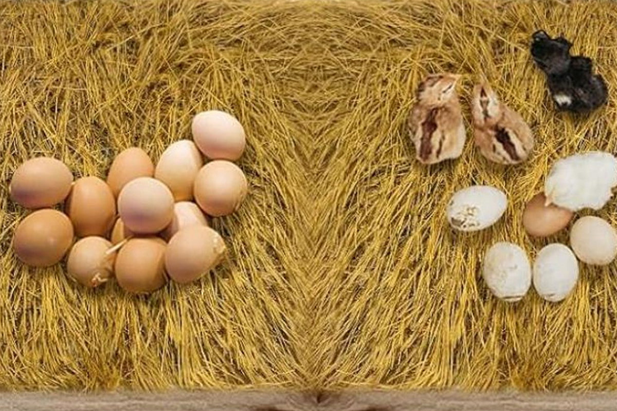 6Pcs Chicken Nesting Pads Artificial Grass Rug Carpet Washable Chicken Coop Bedding