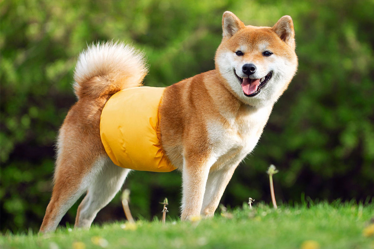 Male Dog Puppy Nappy Diaper Belly Wrap Band Sanitary Pants Underpants