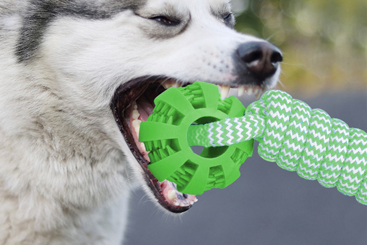 Interactive Dog Rope Toy with Elastic Bungee and Chew Ball for Indoor Outdoor Play-Blue