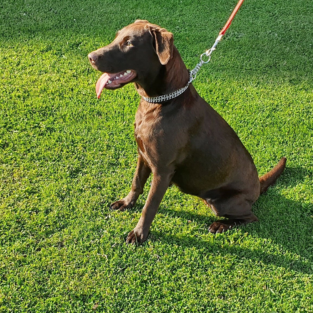 Dog Training Slip Collar Double-Row Chain for Large Dogs