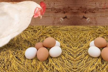 6Pcs Chicken Nesting Pads Artificial Grass Rug Carpet Washable Chicken Coop Bedding
