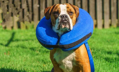 Adjustable Pet Dog Inflatable Collar