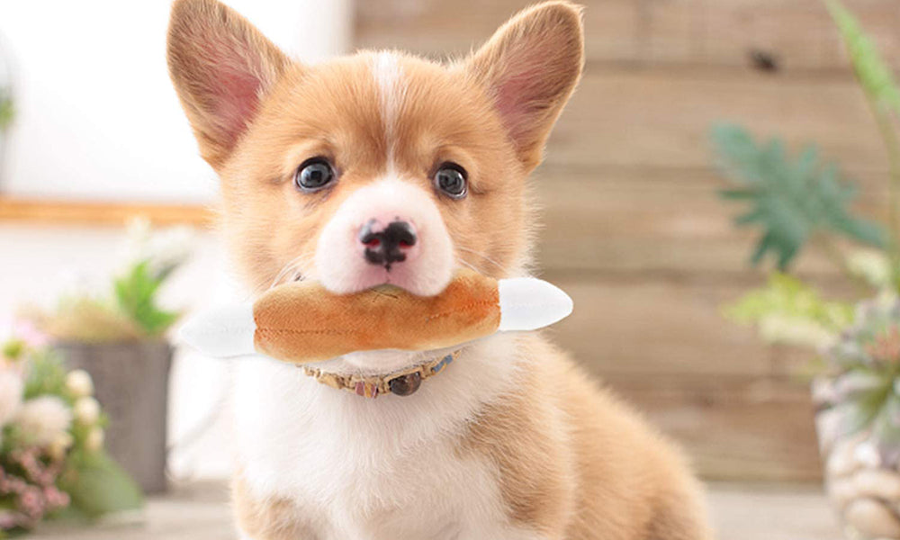 Ten pack dog squeaky plush toys